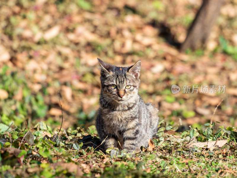 流浪狸花猫