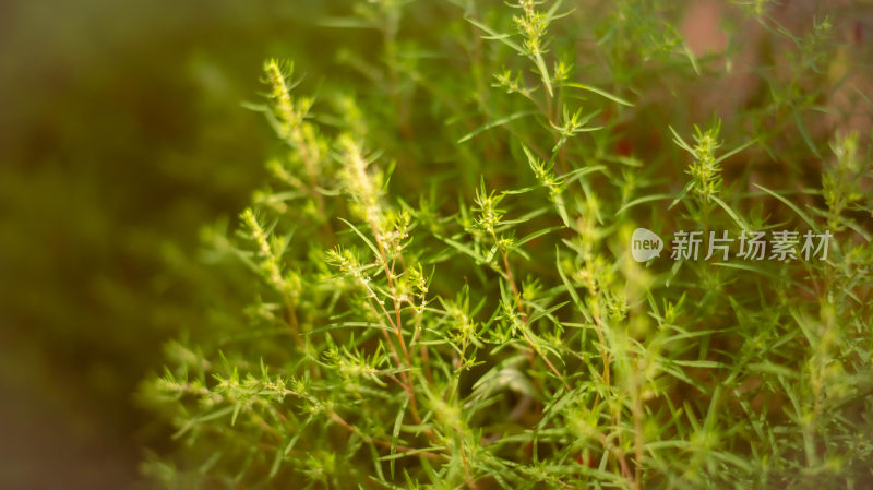 扫帚菜特写绿意浓