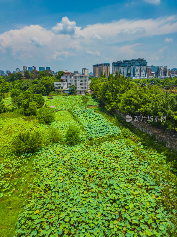 桂林的夏季荷塘风光