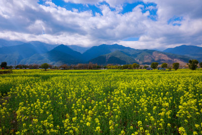 油菜花田与山