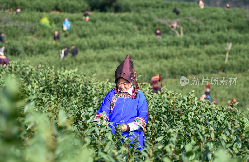 少数民族茶山采茶