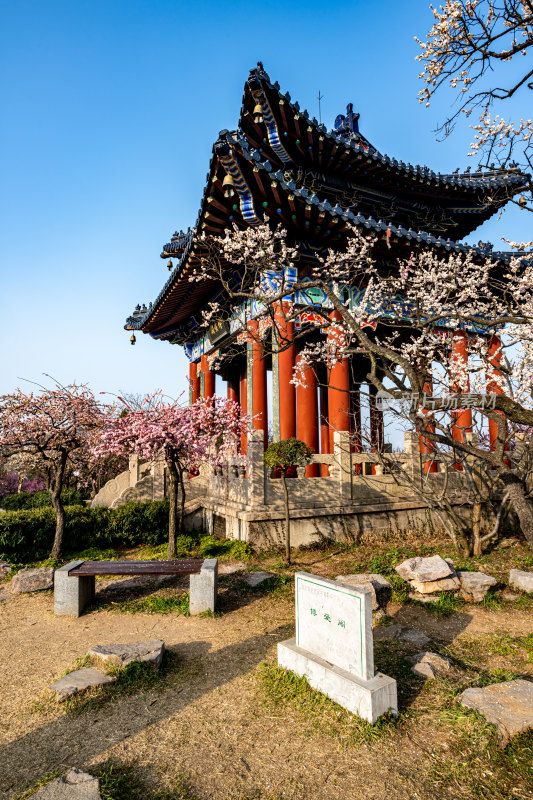 南京明孝陵梅花山梅花开