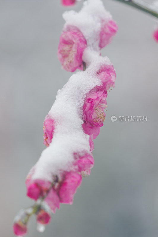 武汉东湖梅园雪中梅花盛开