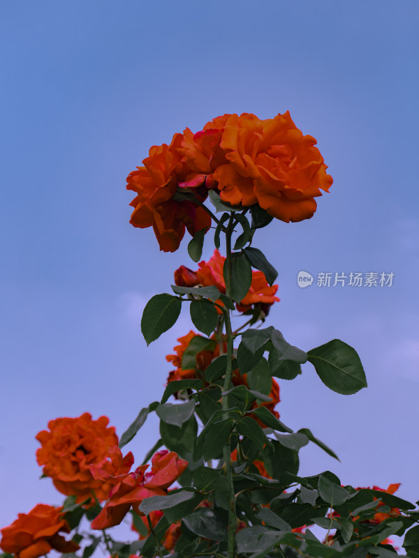 红色玫瑰月季花特写 蓝天背景