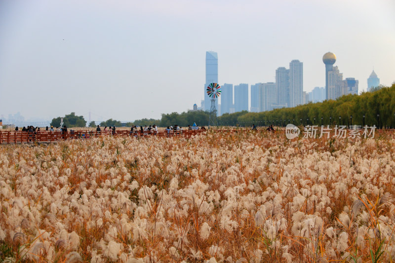 武汉汉口江滩芦苇荡 冬日景象