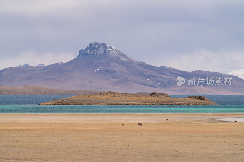 西藏阿里地区无人区塔若措高原湖泊与牦牛群