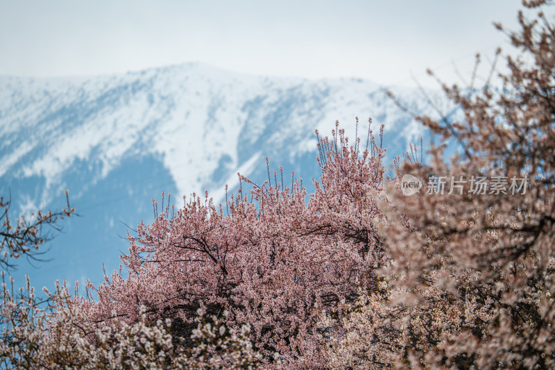 西藏林芝桃花风景