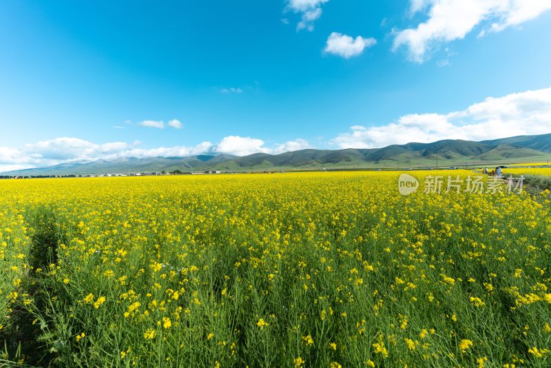 青海湖油菜花