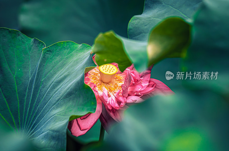 雨后荷花上的水珠