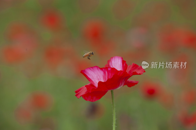 虞美人秋英花 花海 蜜蜂