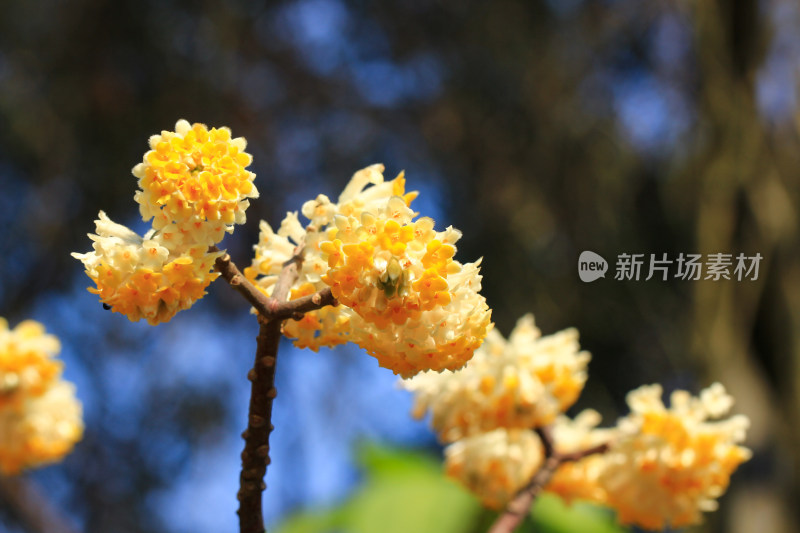 完全绽放的结香花实拍