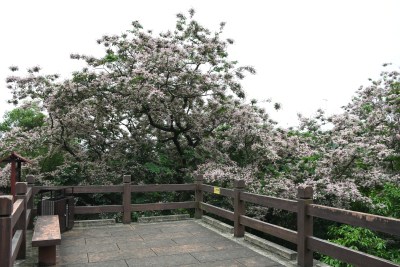 广东东莞：短萼仪花盛开