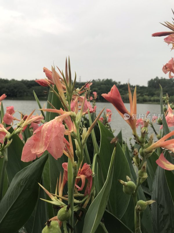 实拍漂亮的花朵