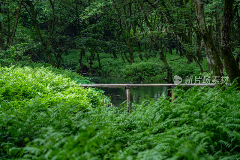 大自然绿色树林森林绿野仙踪小河溪流独木桥