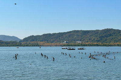 西湖湖面鸟群与船只风景