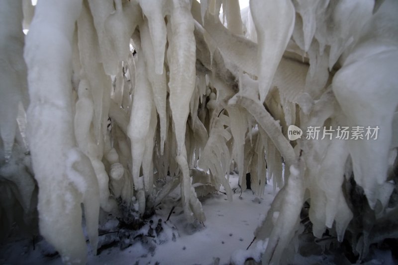 山东省威海市经区威海公园海岸边的树枝冰挂
