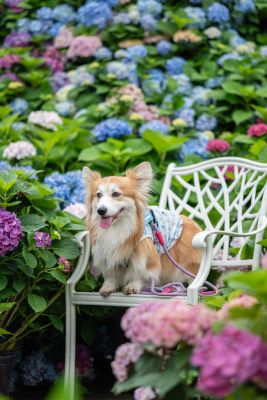 绣球花与蝴蝶犬