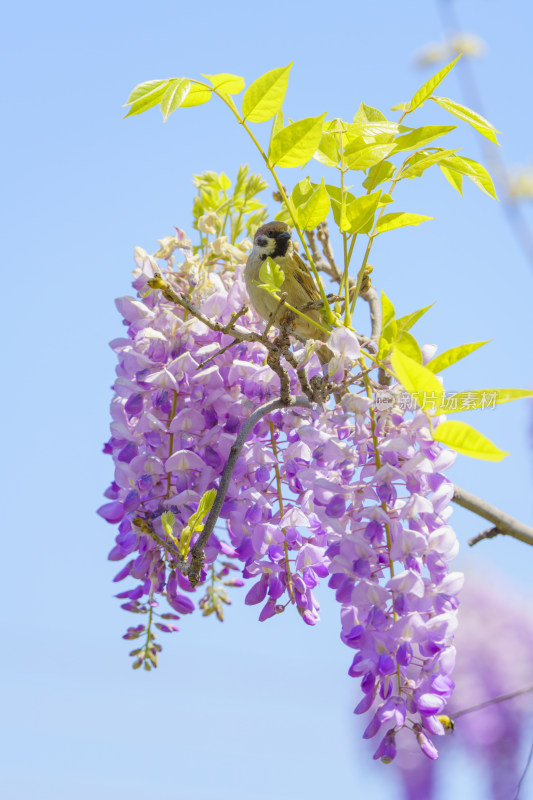 麻雀在紫藤萝花枝头上