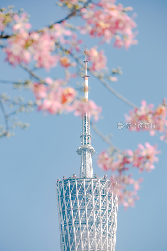 中国广东省广州市广州塔异木棉