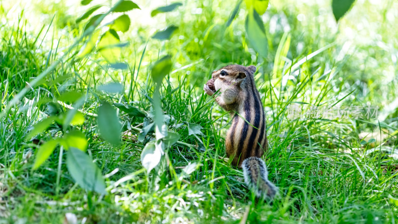 公园里的小松鼠花栗鼠特写