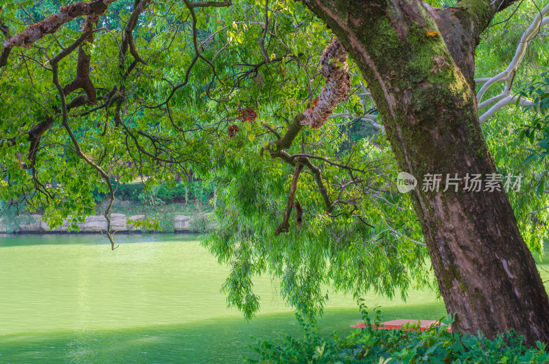 福州西湖公园的湖边绿树