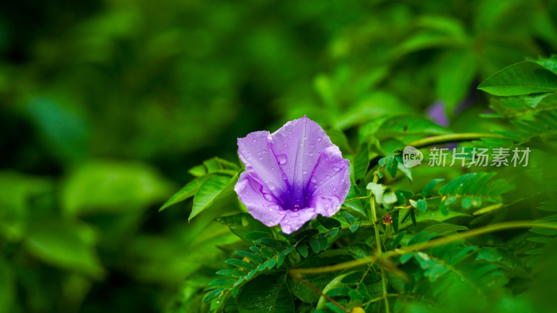 雨后清新牵牛花