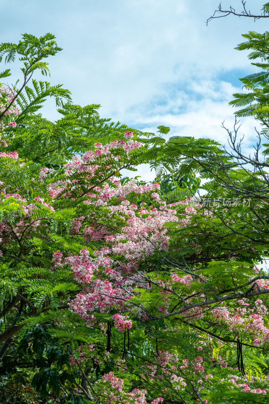 公园里盛开的节荚决明花