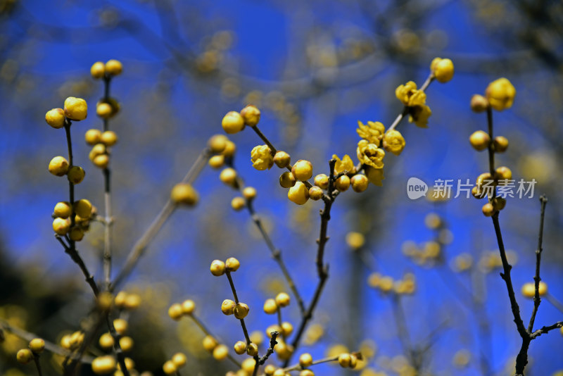 河北省石家庄市鹿泉区十方院腊梅