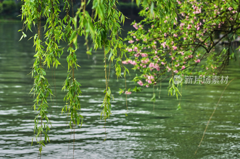 晨雾弥漫的西湖景区