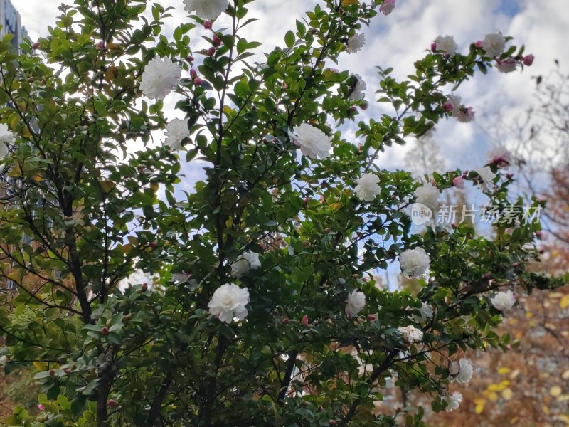 户外绿叶白花的繁茂树木景观