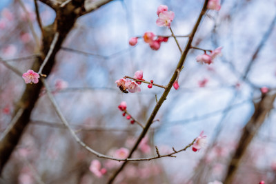 西溪湿地盛开的梅花