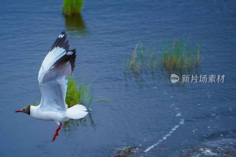 若尔盖花湖景区海鸥