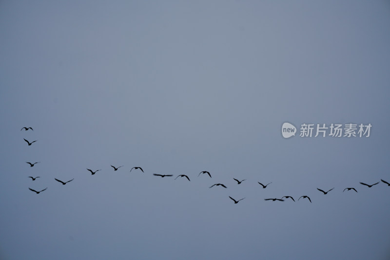 天空中一群鸟儿飞翔的景象