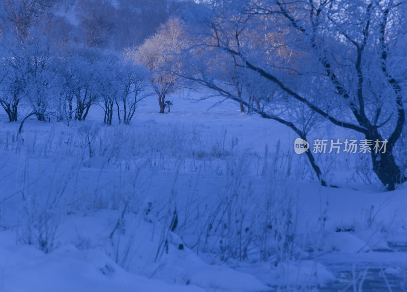 坝上冬日雪景白桦林雾凇