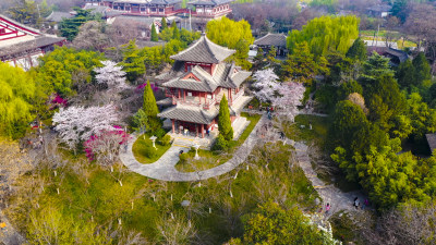 西安青龙寺樱花