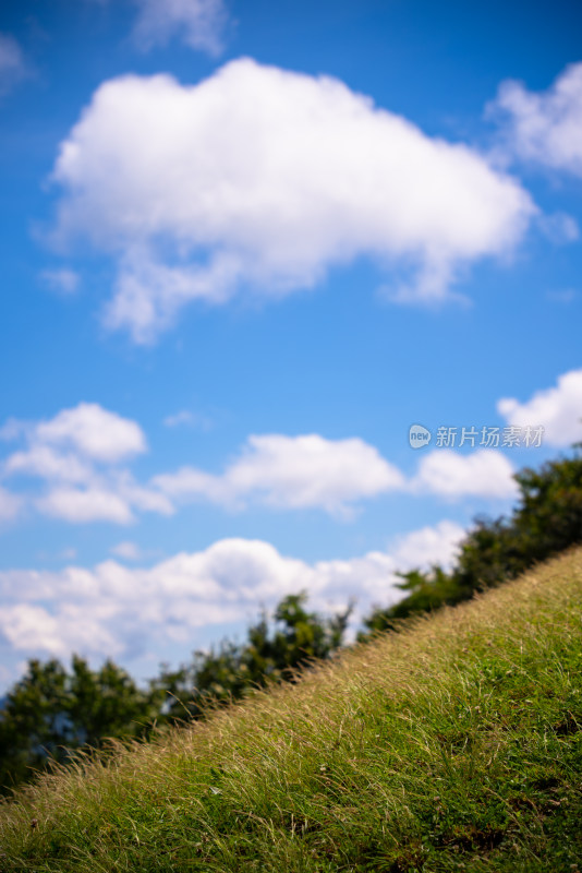 阳光下的高山草原牧场