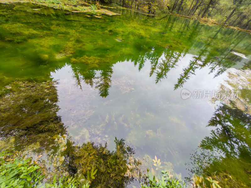 静谧的森林与湖景