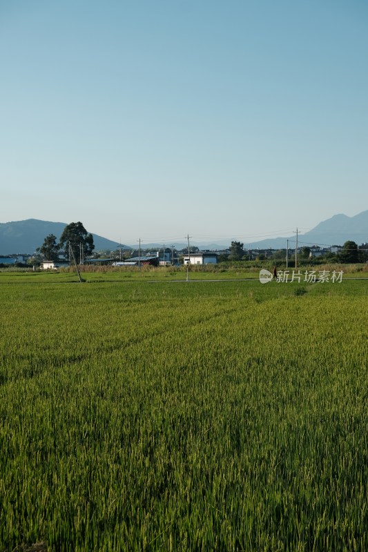 广阔绿色稻田与远山风景