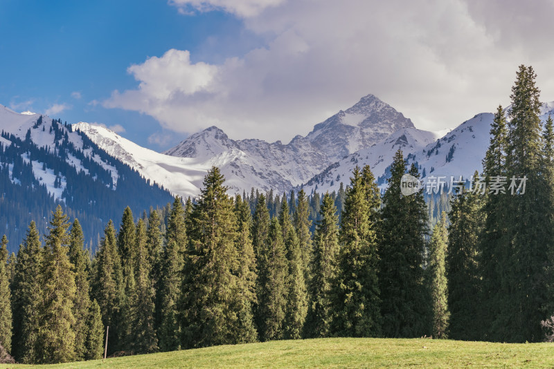 新疆伊犁库尔德宁雪山下森林和草甸风光