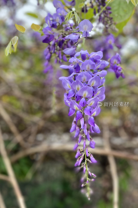 花园里的紫藤花