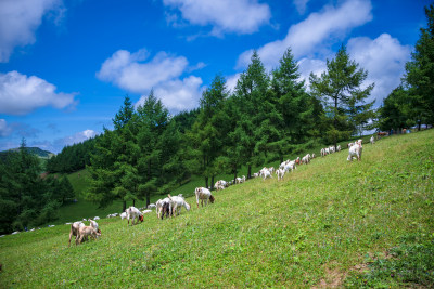 草原牧场羊群吃草