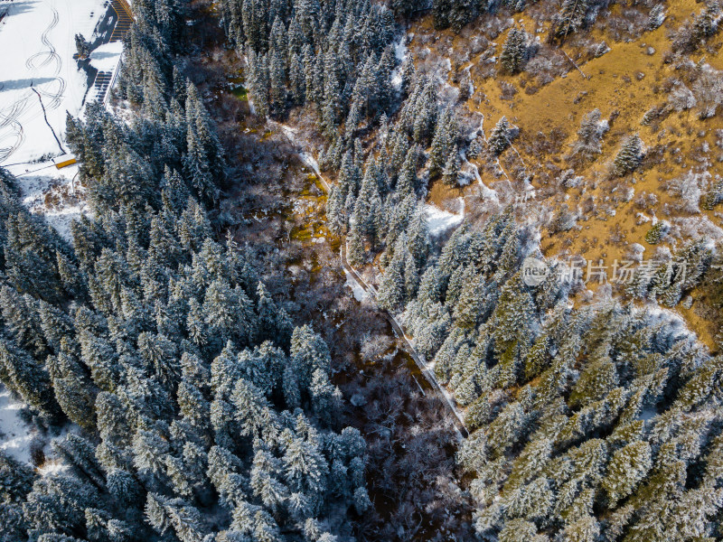 冬天的森林雪景