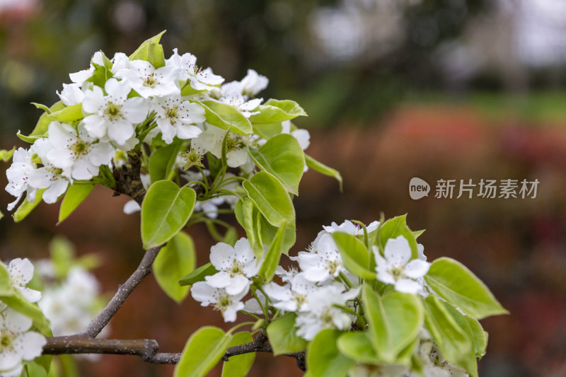 花卉植物梨花春季