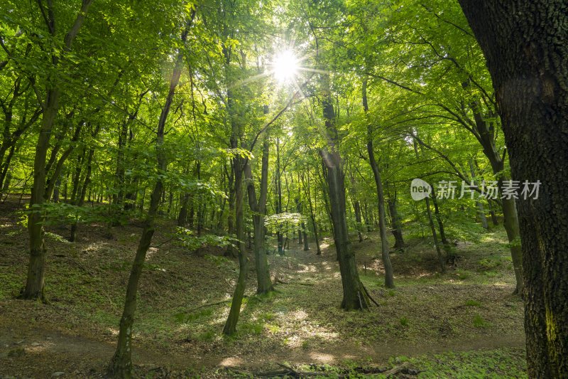 大自然森林树木旅行徒步野营