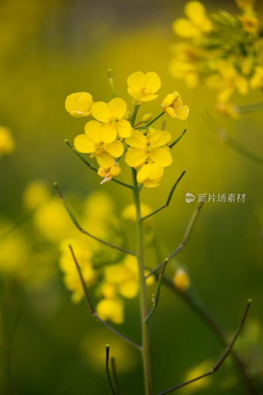 阳光下-清新-油菜花-静物特写