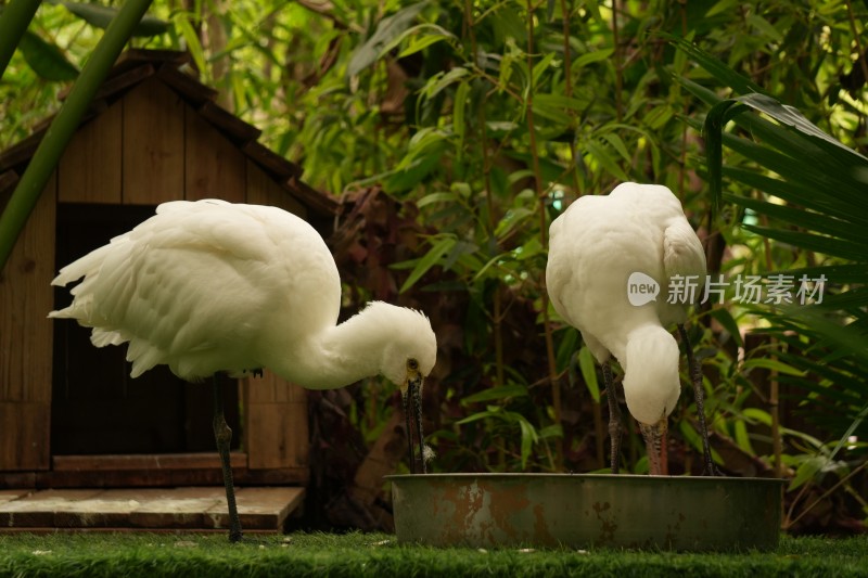 两只白鸟在林中金属盆处觅食