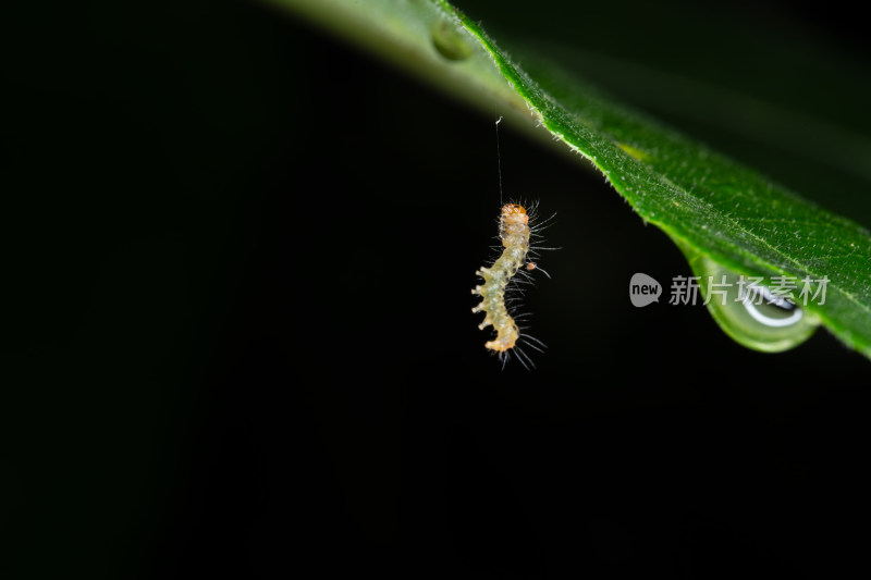 绿叶上悬挂着的小毛毛虫特写