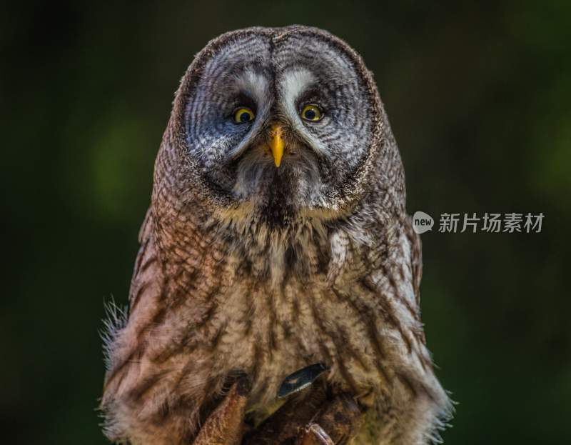 野生动物猫头鹰