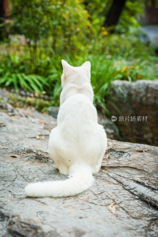 白猫背影尾巴