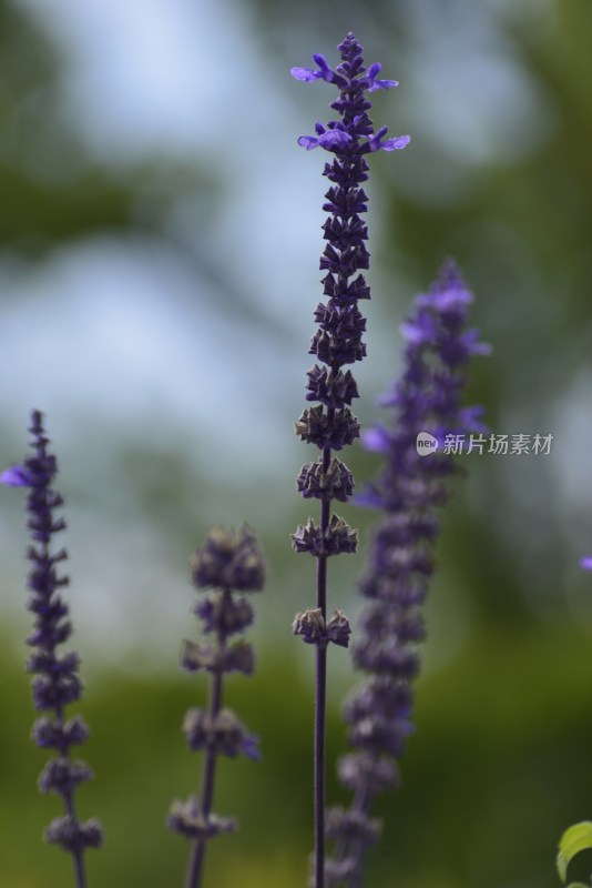 植物园的花花草草